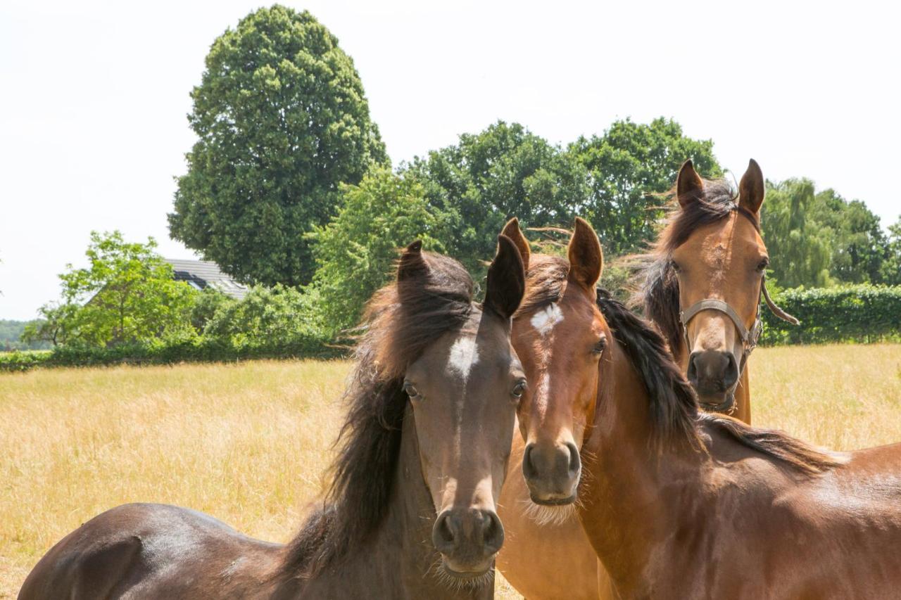 B&B De Nieuwenhof 'De Voorkamer' Melderslo Dış mekan fotoğraf